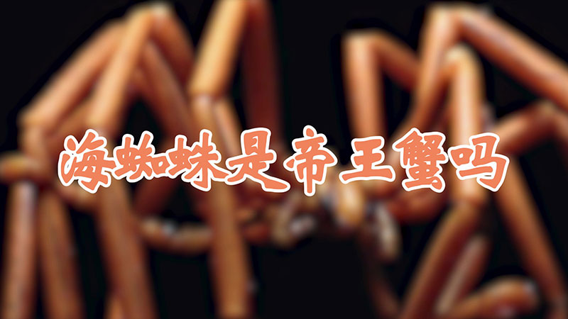 海蜘蛛是帝王蟹吗