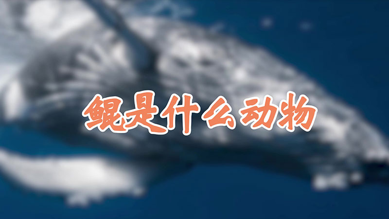 鲲是什么动物