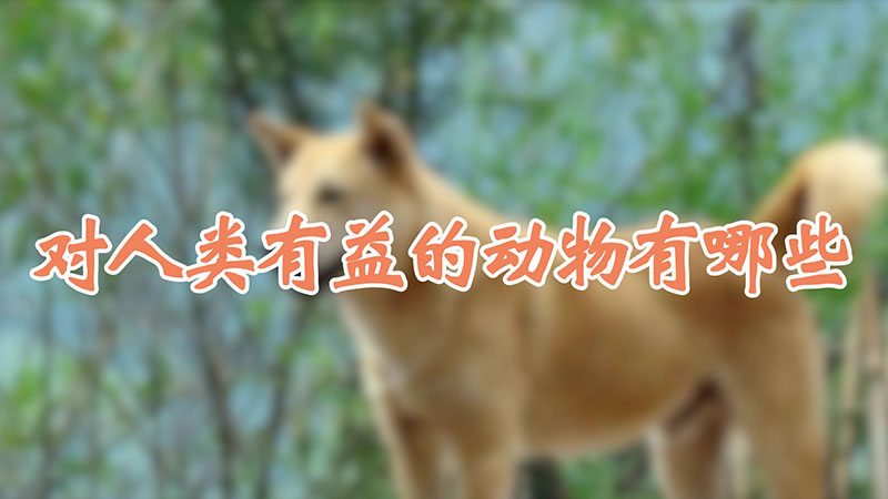 对人类有益的动物有哪些