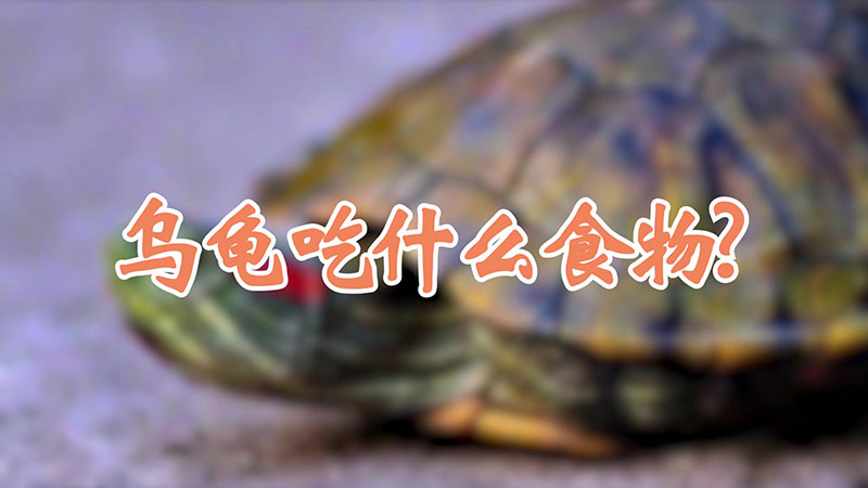 乌龟吃什么食物?