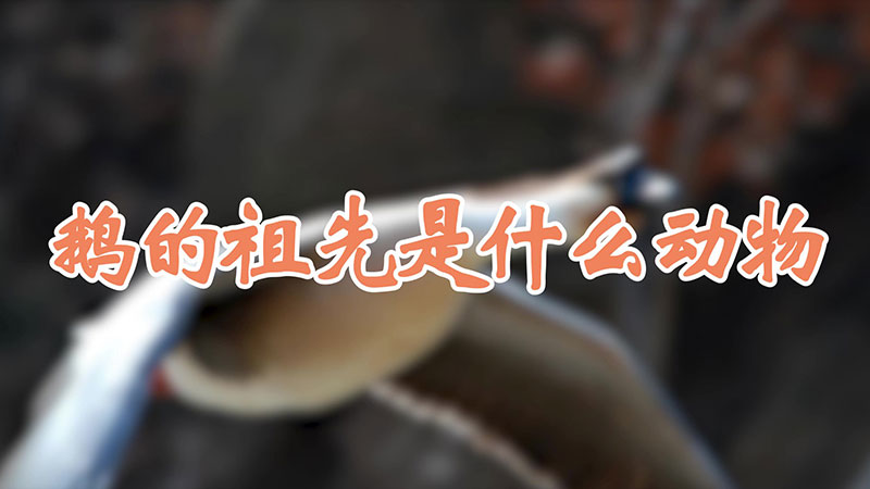 鹅的祖先是什么动物