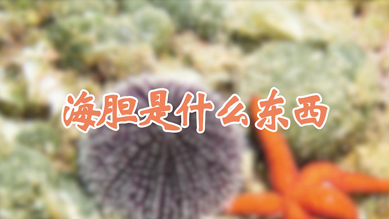 海胆是什么东西