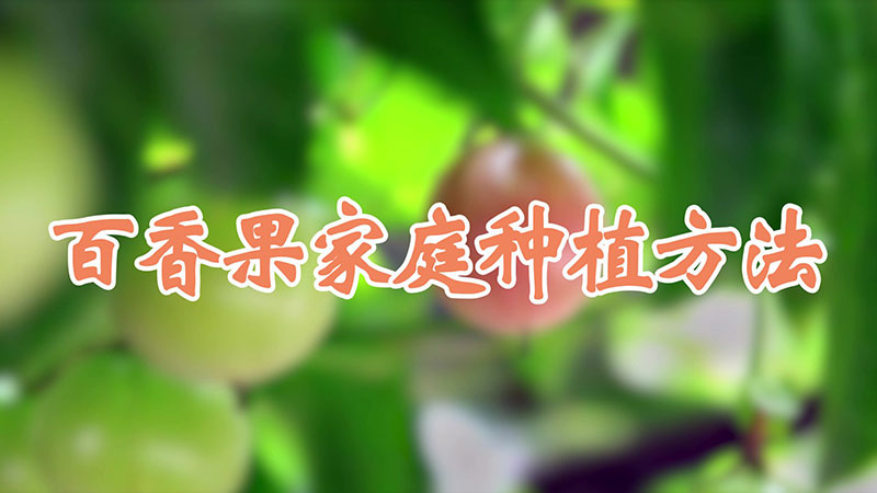 百香果家庭种植方法