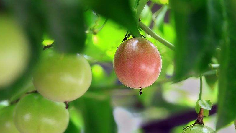 百香果家庭种植方法