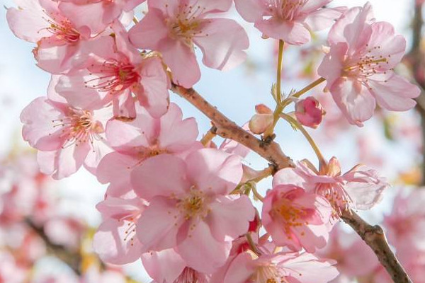 樱花树价格 2022樱花树价格90-280元一棵