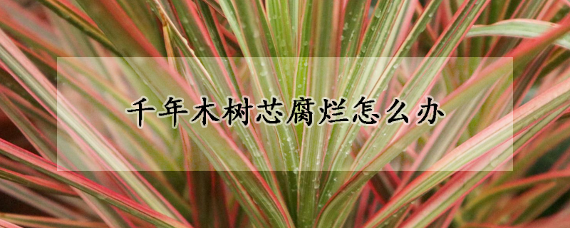 千年木树芯腐烂怎么办