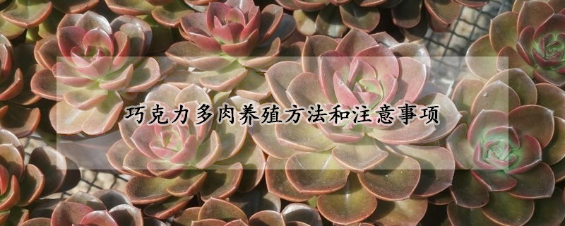 巧克力多肉养殖方法和注意事项