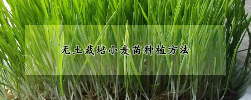 无土栽培小麦苗种植方法