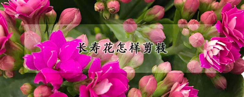 长寿花怎样剪枝