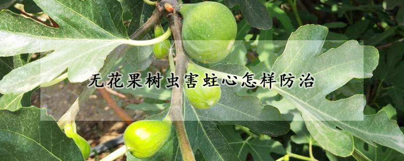 无花果树虫害蛀心怎样防治