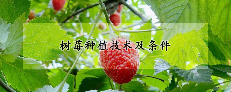 树莓种植技术及条件