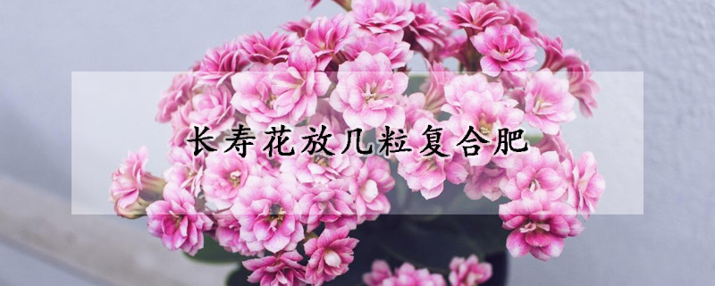 长寿花放几粒复合肥