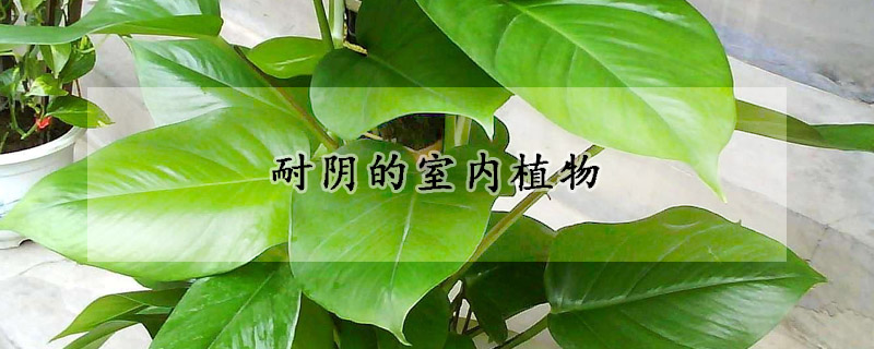 耐阴的室内植物