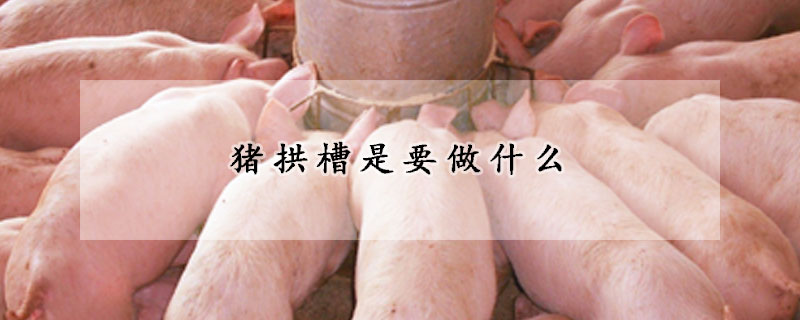 猪拱槽是要做什么