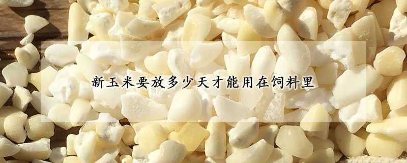 新玉米要放多少天才能用在饲料里