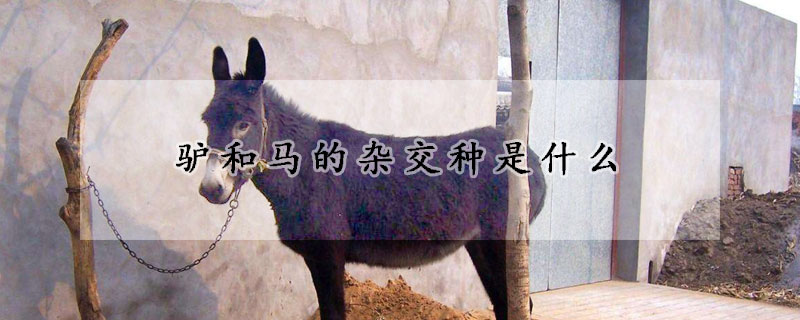 驴和马的杂交种是什么