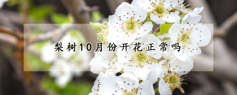 梨树10月份开花正常吗