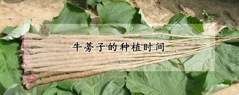 牛蒡子的种植时间