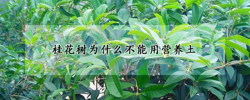 桂花树为什么不能用营养土