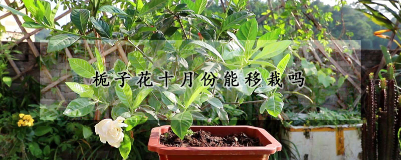 栀子花十月份能移栽吗