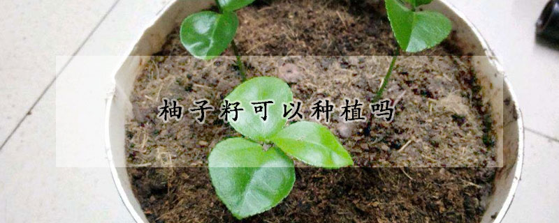 柚子籽可以种植吗