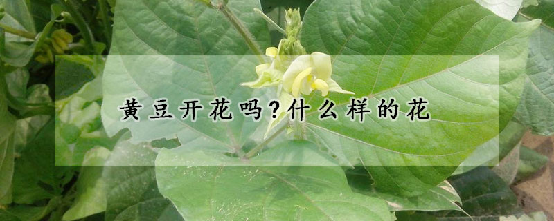 黄豆开花吗?什么样的花