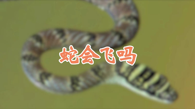 蛇会飞吗