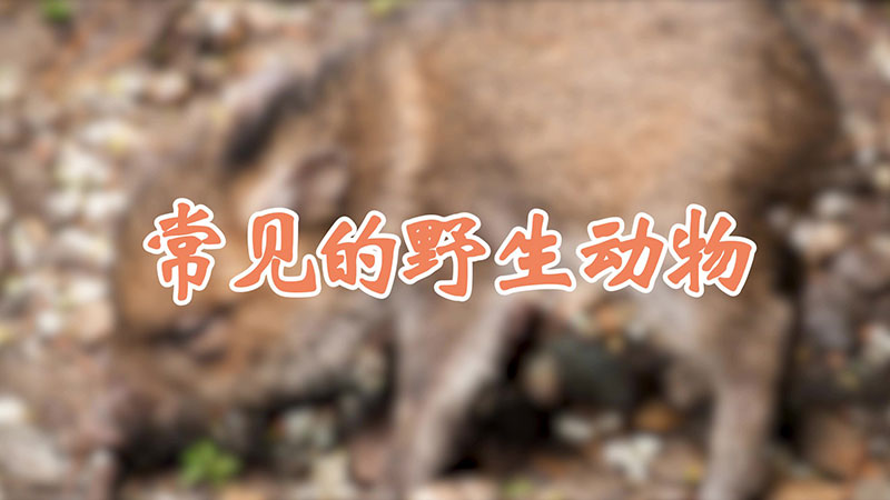 常见的野生动物