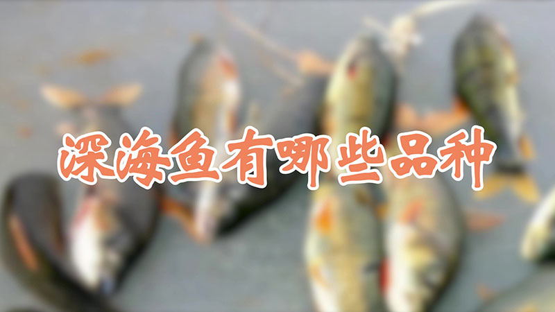 深海鱼有哪些品种