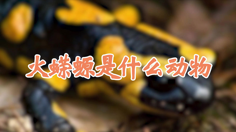 火蝾螈是什么动物