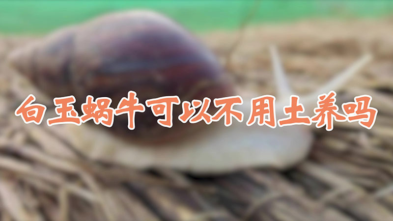 白玉蜗牛可以不用土养吗