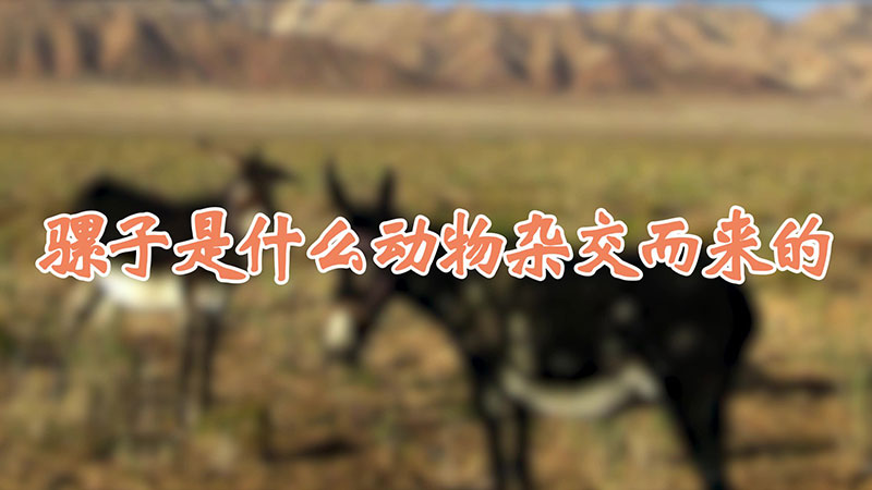 骡子是什么动物杂交而来的