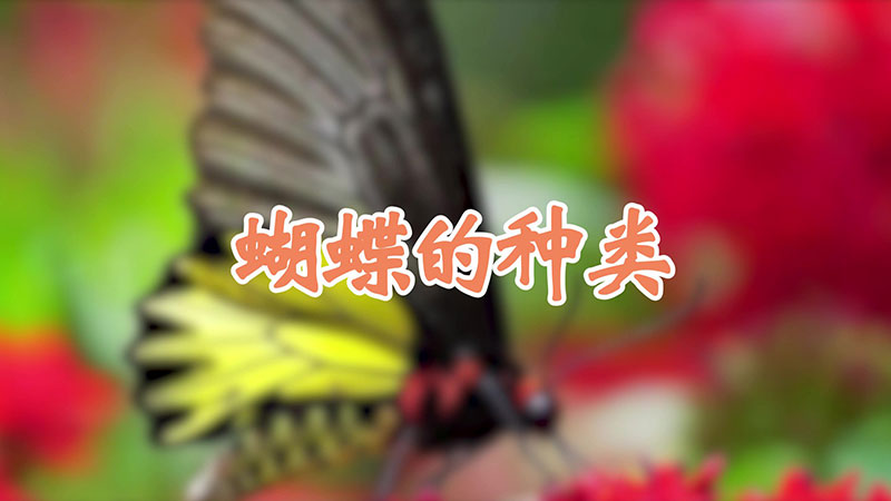 蝴蝶的种类