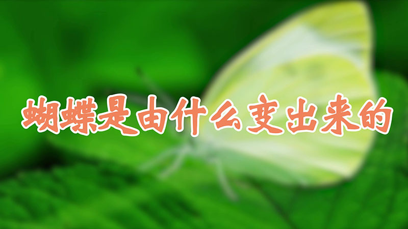 蝴蝶是由什么变出来的