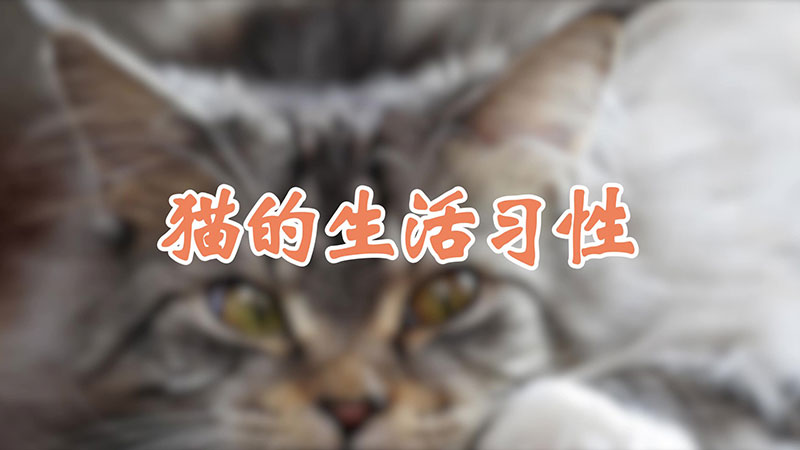 猫的生活习性