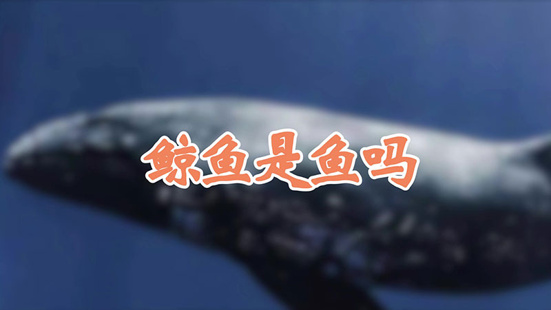 鲸鱼是鱼吗