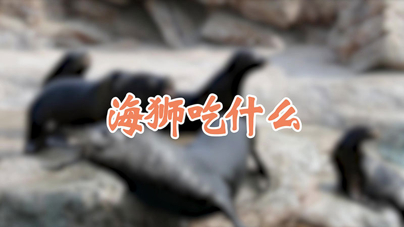 海狮吃什么