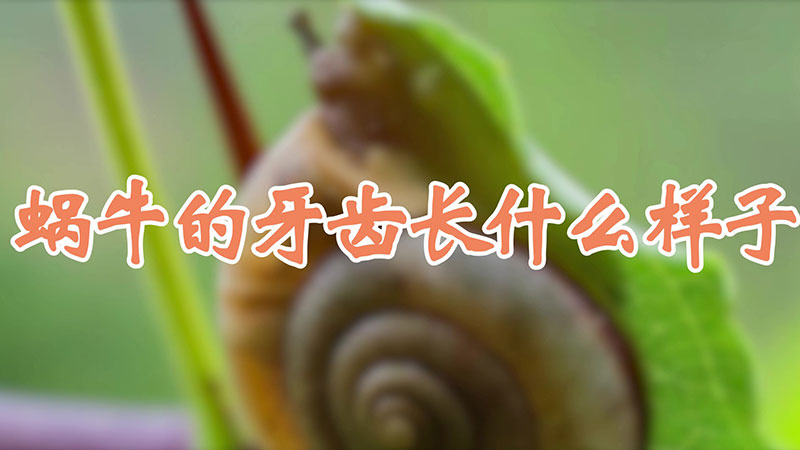 蜗牛的牙齿长什么样子