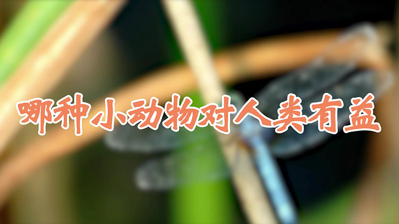 哪种小动物对人类有益