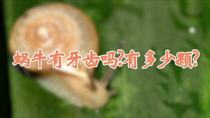 蜗牛有牙齿吗?有多少颗?