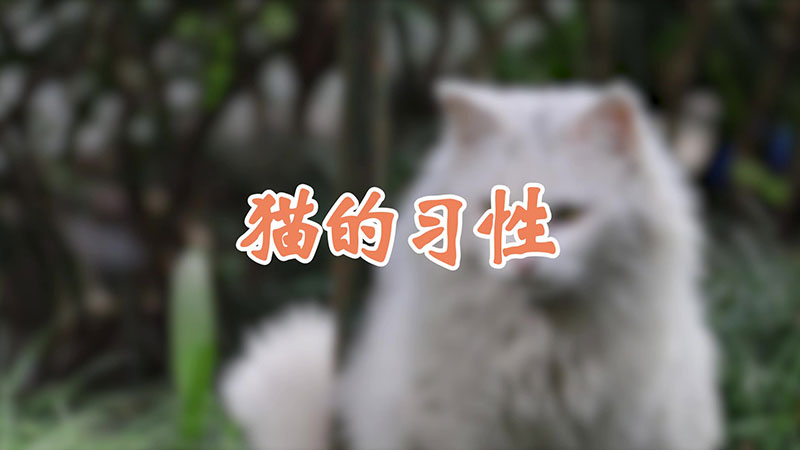 猫的习性