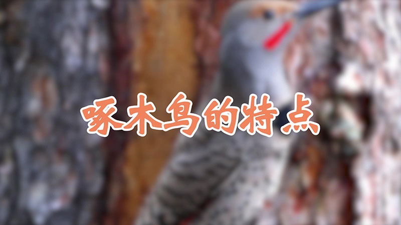啄木鸟的特点