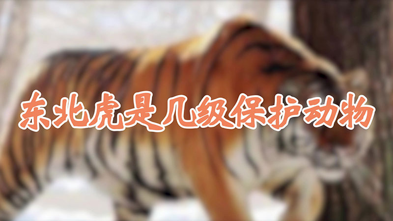 东北虎是几级保护动物
