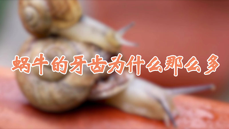 蜗牛的牙齿为什么那么多