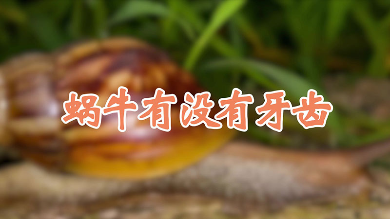 蜗牛有没有牙齿