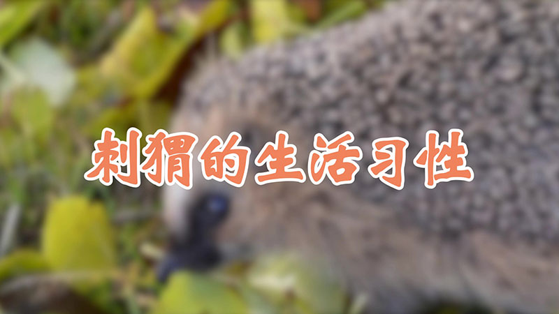 刺猬的生活习性