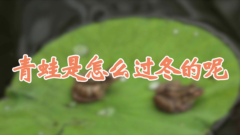 青蛙是怎么过冬的呢