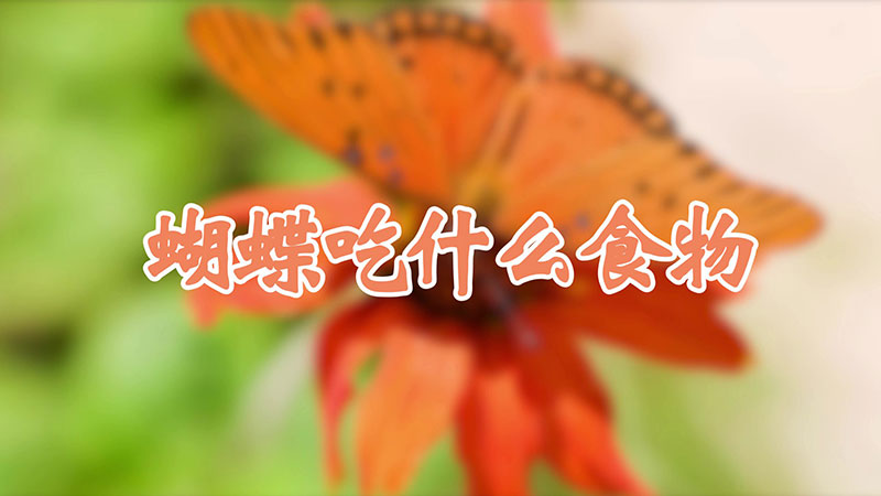 蝴蝶吃什么食物