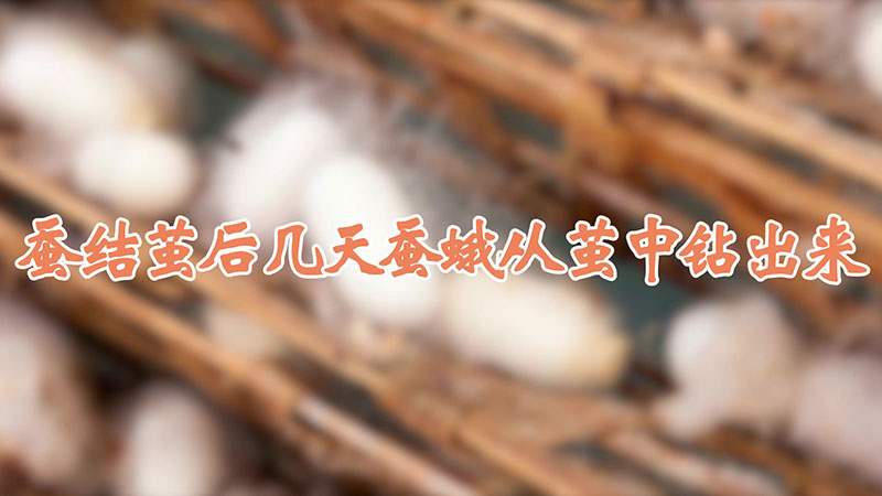蚕结茧后几天蚕蛾从茧中钻出来