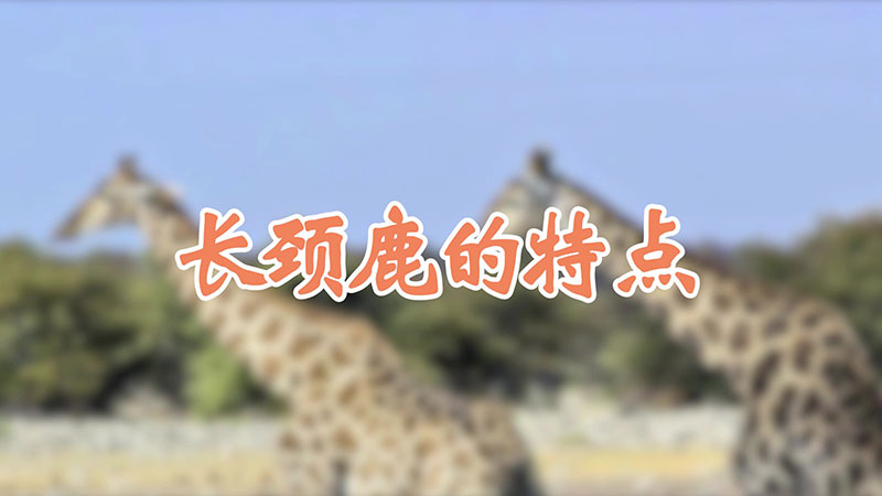 长颈鹿的特点